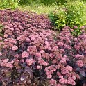 Sedum 'Purple Emperor'